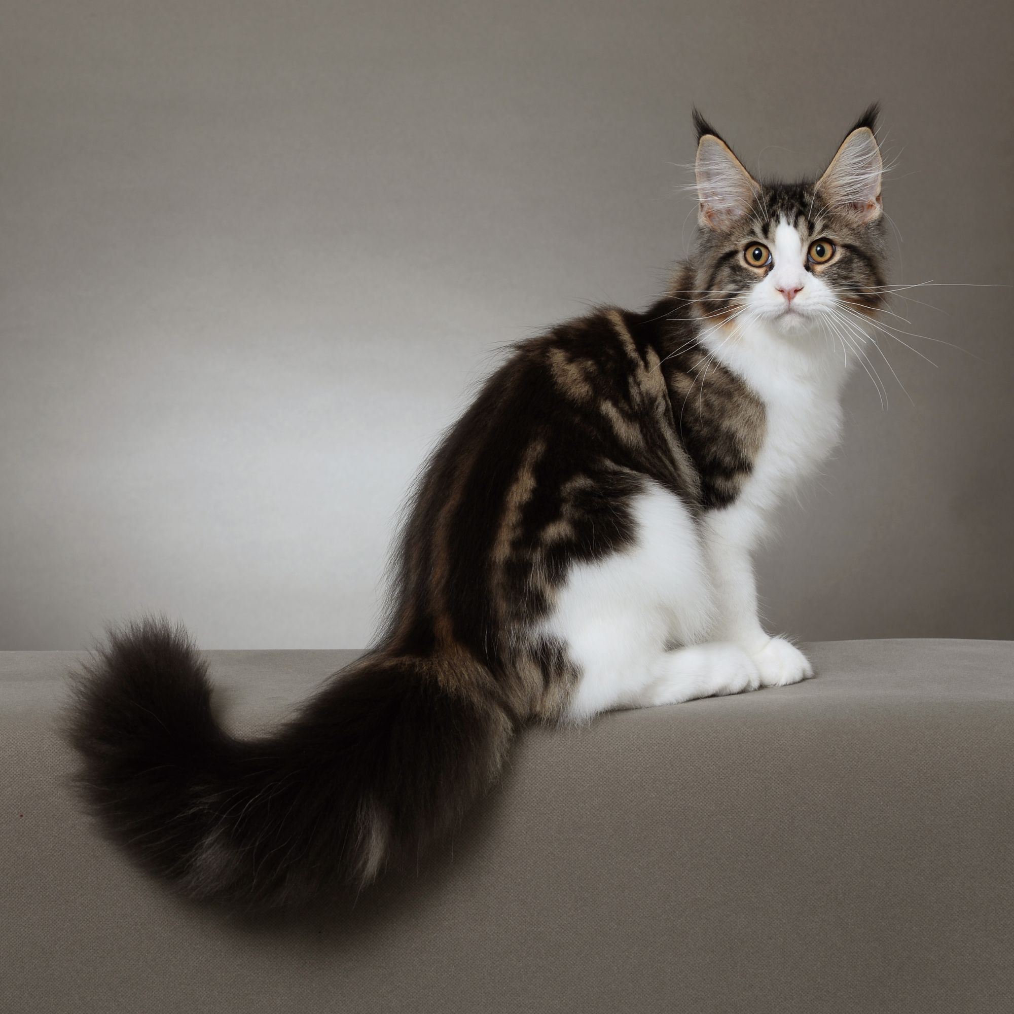 Fluffy Youngster young tabby and white maine coon with bushy tail