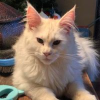 Ryker young white maine coon cat