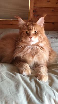 red maine coon cat posing on a bed.