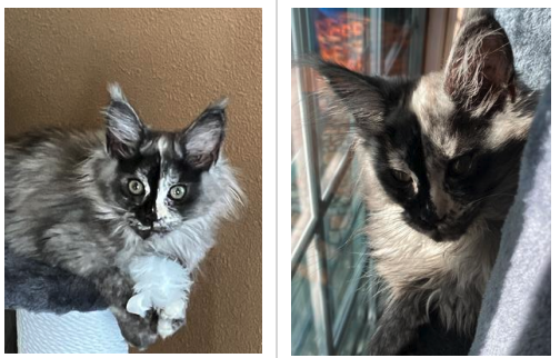 Zara two photos of an adorable uniquely colored maine coon kitten.