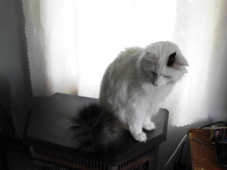 Zeek