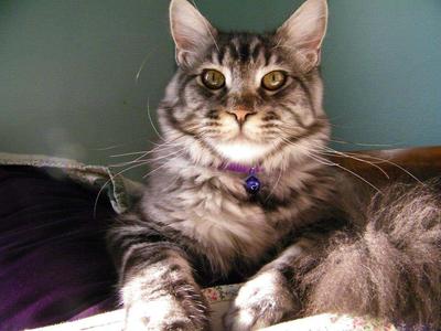 Zephyr