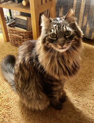 handsome fluffy brown tabby