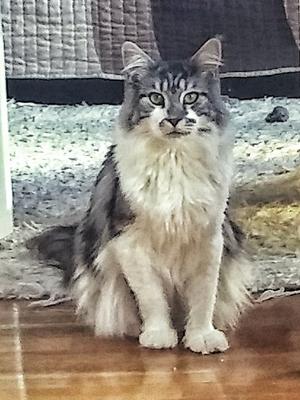 Zeus