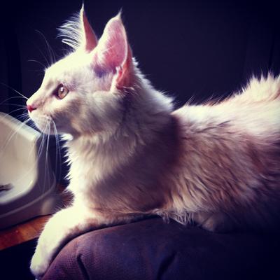 Zeus