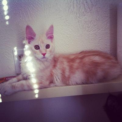 Zeus