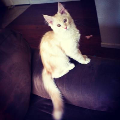 Zeus