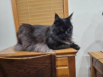 Zeus gorgeous black maine coon cat on a nightstand.