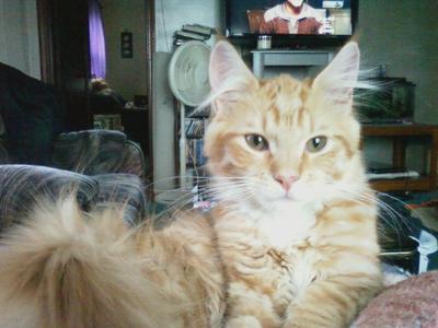 young red tabby maine coon with a fluffy tail.