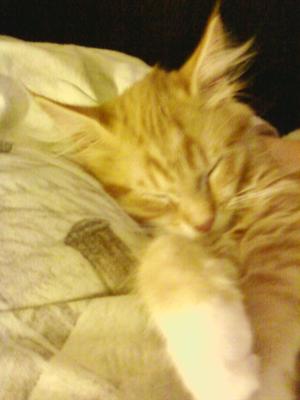 face closeup of sleeping maine coon.