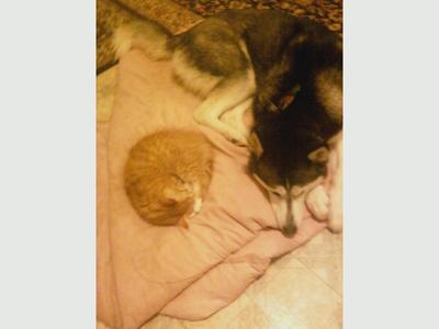 cat curled up on a floor near a husky dog.