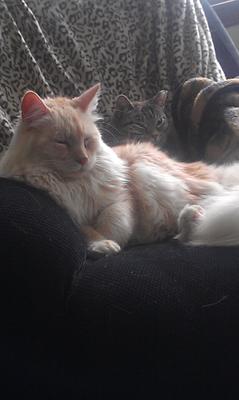 handsome red silver maine coon snoozing on a couch.