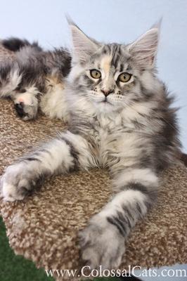 Zoey of Colossal Cats