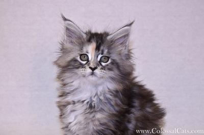 Zoey of Colossal Cats