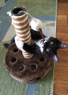 Zorro the kitten on his scratching post black and white kitten on scratching post